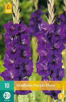 Gladiole Purple Flora