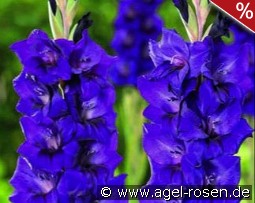 Gladiole Purple Flora