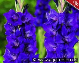 Gladiole Purple Flora