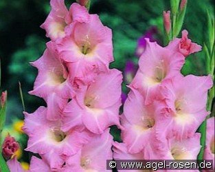 Gladiole Rose Supreme