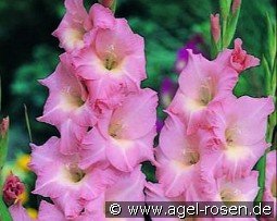 Gladiole Rose Supreme kaufen, click for more details Gladiole Rose Supreme
