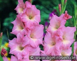 Gladiole Rose Supreme