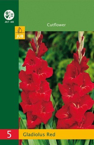 Gladiole Rot