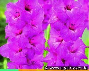 Gladiole Sugar Plum