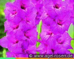 Gladiole Sugar Plum