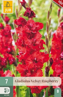 Gladiole Velvet Raspberry