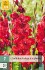 Gladiole Velvet Raspberry kaufen