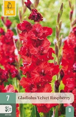 Gladiole Velvet Raspberry kaufen, clicken für mehr Details Gladiole Velvet Raspberry