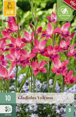 Gladiole Vulcano kaufen, click for more details Gladiole Vulcano