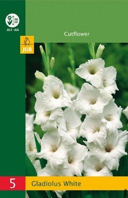 Gladiole Weiß kaufen, clicken für mehr Details Gladiole Weiß