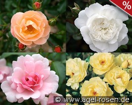 10 Bodendeckerrosen nach Farben