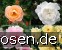 10 Bodendeckerrosen nach Farben