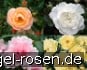 Buy 10 Bodendeckerrosen nach Farben