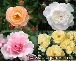 10 Bodendeckerrosen nach Farben