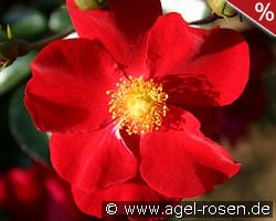 Alcantara kaufen, click for more details Alcantara