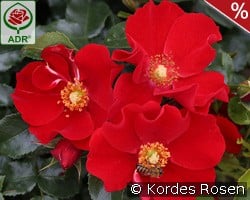 Alexander von Humboldt kaufen, click for more details Alexander von Humboldt