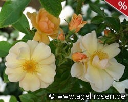 Amber Sun syn. Sonne des Allgäu kaufen, click for more details Amber Sun syn. Sonne des Allgäu