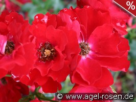 Austriana