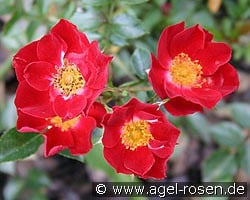Bassino kaufen, click for more details Bassino