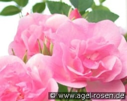 Bayernland kaufen, click for more details Bayernland