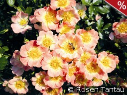 Bienenweide Apricot