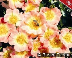 Bienenweide Apricot kaufen, click for more details Bienenweide Apricot