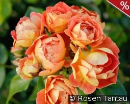 Bienenweide Mango kaufen, click for more details Bienenweide Mango