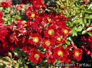 Bienenweide rose