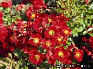 Bienenweide rose Bienenweide rose