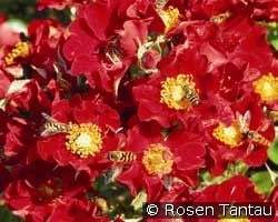 Bienenweide rose Bienenweide rose