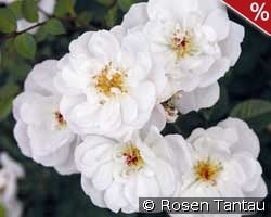 Bienenweide Weiß kaufen, click for more details Bienenweide Weiß