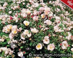 Bingo Meidiland kaufen, click for more details Bingo Meidiland