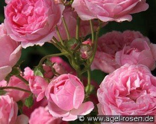 Brentano Rose