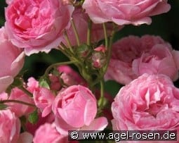 Brentano Rose kaufen, click for more details Brentano Rose