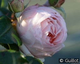 Chantal Thomass kaufen, click for more details Chantal Thomass