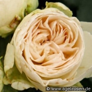 Comtesse of Rosenborg