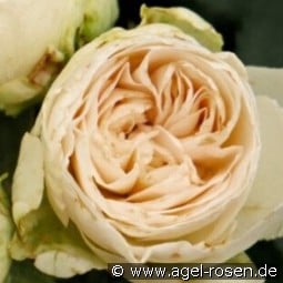 Comtesse of Rosenborg kaufen, click for more details Comtesse of Rosenborg