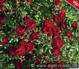 Coral Pixie kaufen, click for more details Coral Pixie