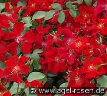 Cricket Amorina kaufen, click for more details Cricket Amorina