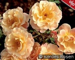 Cubana kaufen, click for more details Cubana