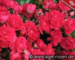 Fairy Queen kaufen, click for more details Fairy Queen