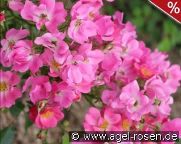 Floriade 2002