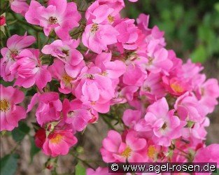 Floriade 2002