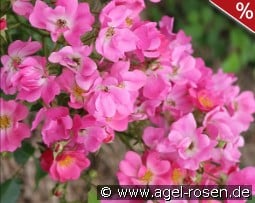 Floriade 2002 kaufen, click for more details Floriade 2002