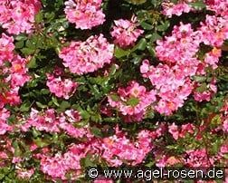 Giro d'Italia kaufen, click for more details Giro d'Italia