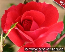 Heidefeuer kaufen, click for more details Heidefeuer