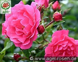 Heidetraum kaufen, click for more details Heidetraum