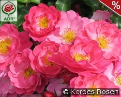 Hotline kaufen, click for more details Hotline