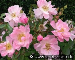 I Need You - Plant'n'Relax kaufen, click for more details I Need You - Plant'n'Relax