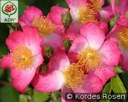 Juanita kaufen, click for more details Juanita